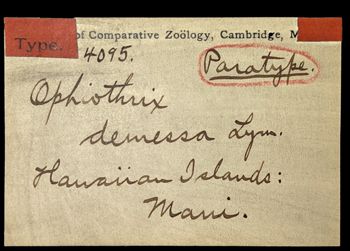 Media type: image; Invertebrate Zoology OPH-4095 Aspect: labels